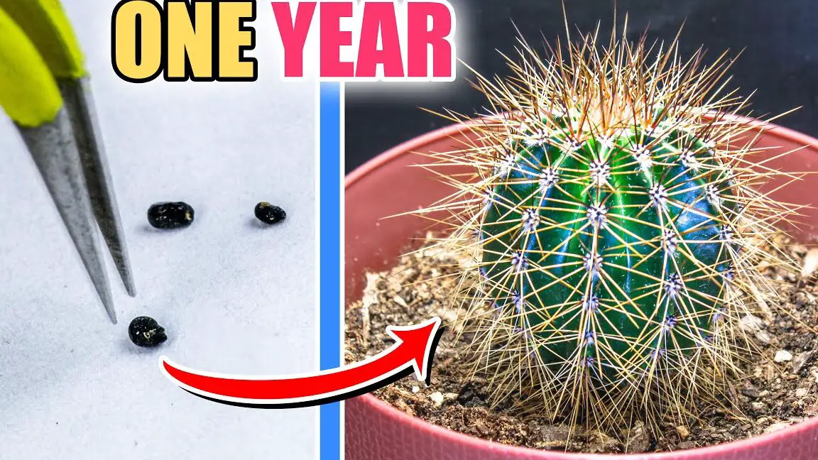 Cultivo de cactus a partir de semillas (lapso de tiempo de UN AÑO)