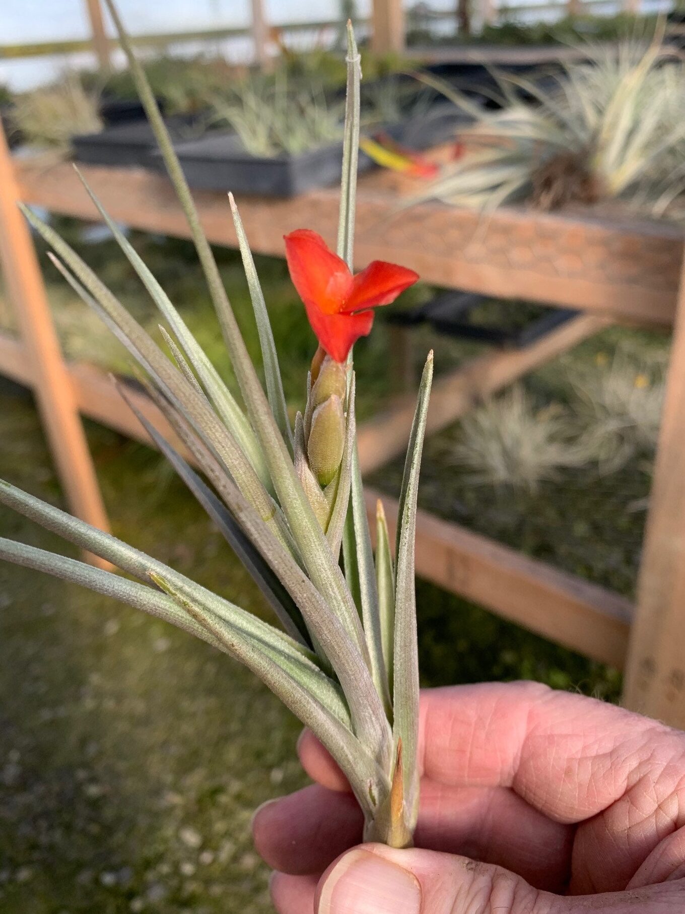 Tillandsia Albertiana Tillandsia x Mystic Flamealbertiana X Ixioides - Etsy