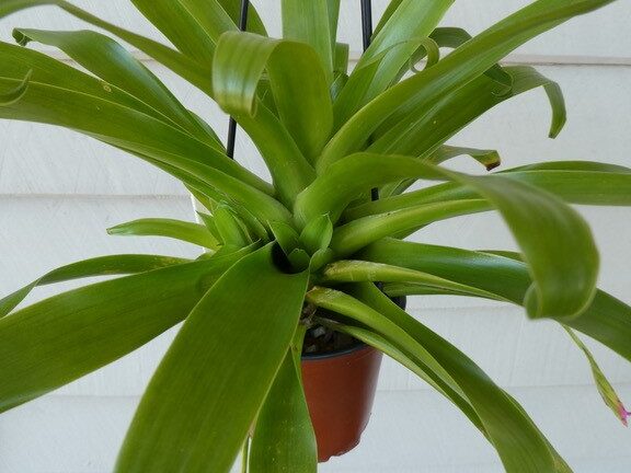 Tillandsia complanata Bromelias en Australia - Tillandsia complanata