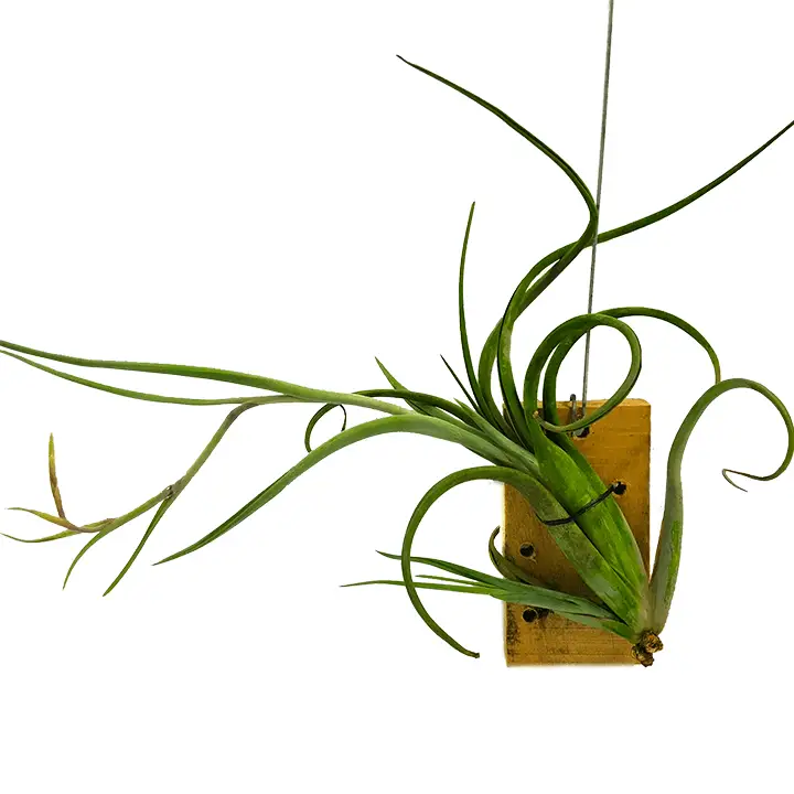 Tillandsia intermedia Tillandsia intermedia - Toh Garden: Planta de orquídeas de Singapur ...