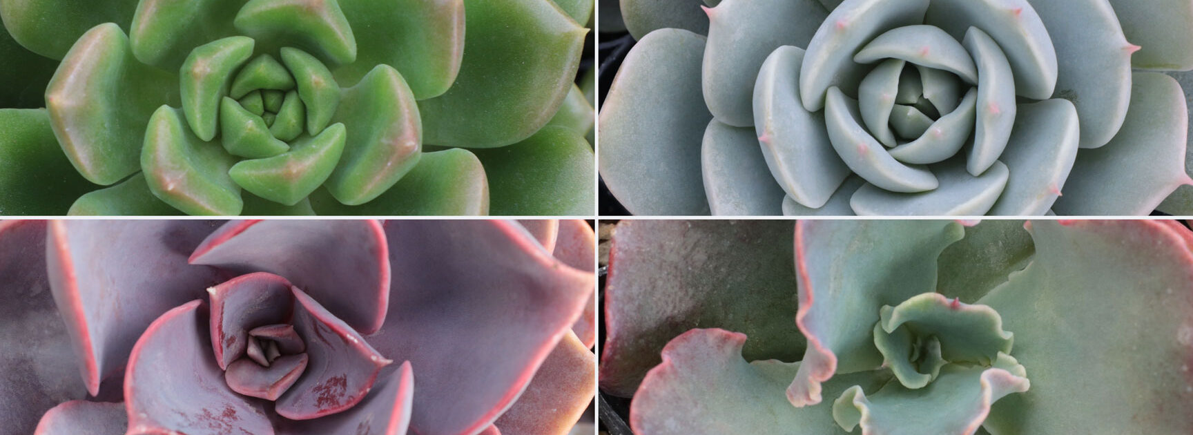 Todos los accesorios para suculentas que necesitarás para tu jardín Mis herramientas de jardín imprescindibles para las suculentas espinosas - Debra Lee Baldwin