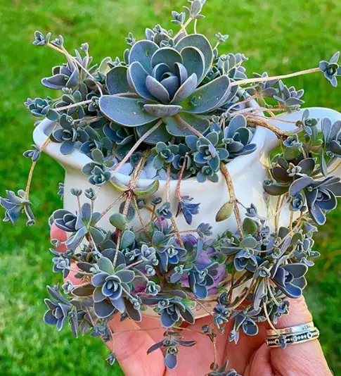 Cómo recortar/podar suculentas con éxito |